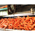 2019 nuovo raccolto xiamen carota fresca